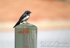 Willie Wagtail-1